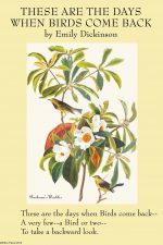 Illustrated by "Bachman's Warbler" by James Audubon; Emily Elizabeth Dickinson